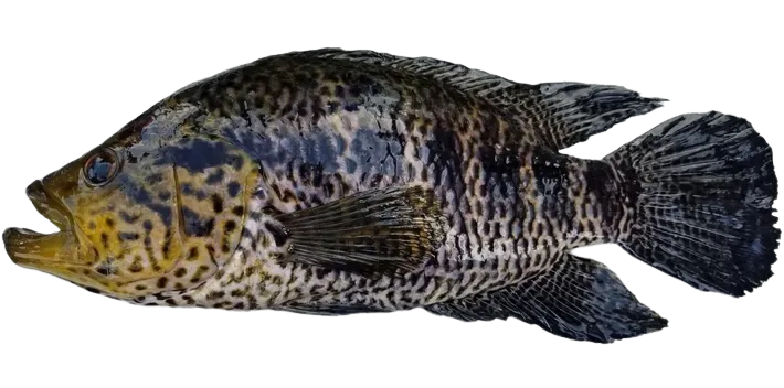 Jaguar cichlid