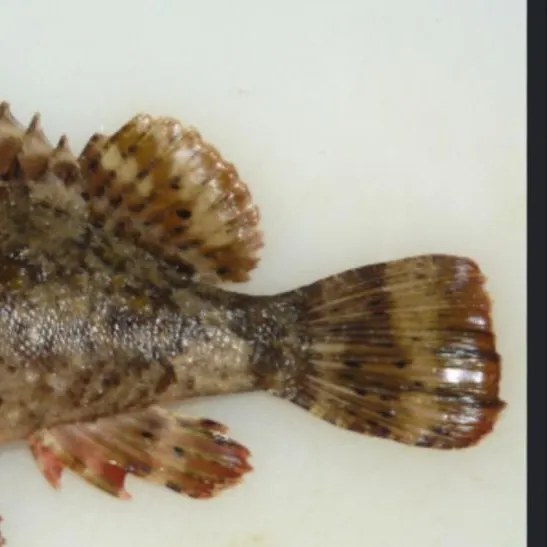 The most recent Pacific spotted scorpionfish catches on Fishbrain