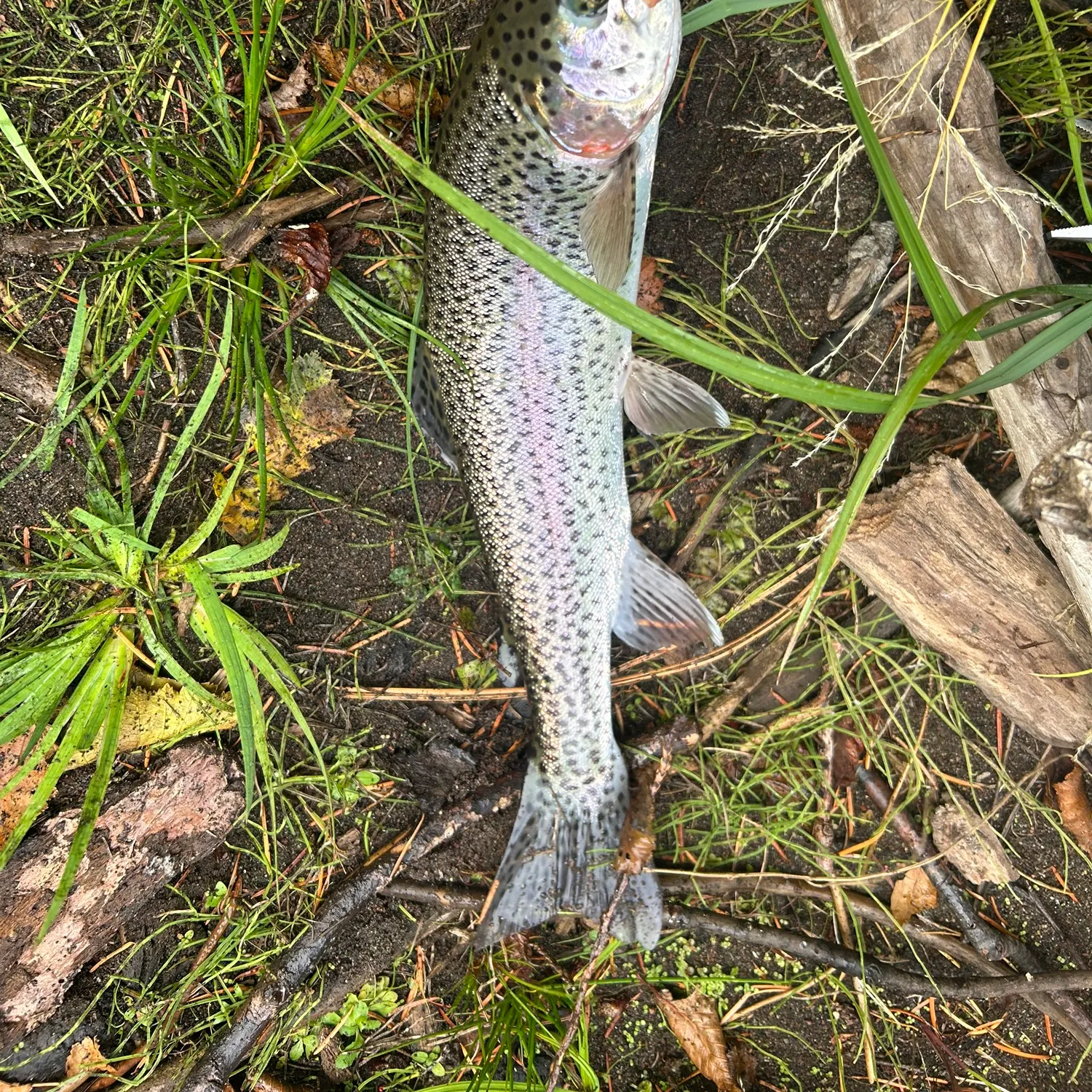 Rainbow trout caught on Fishbrain
