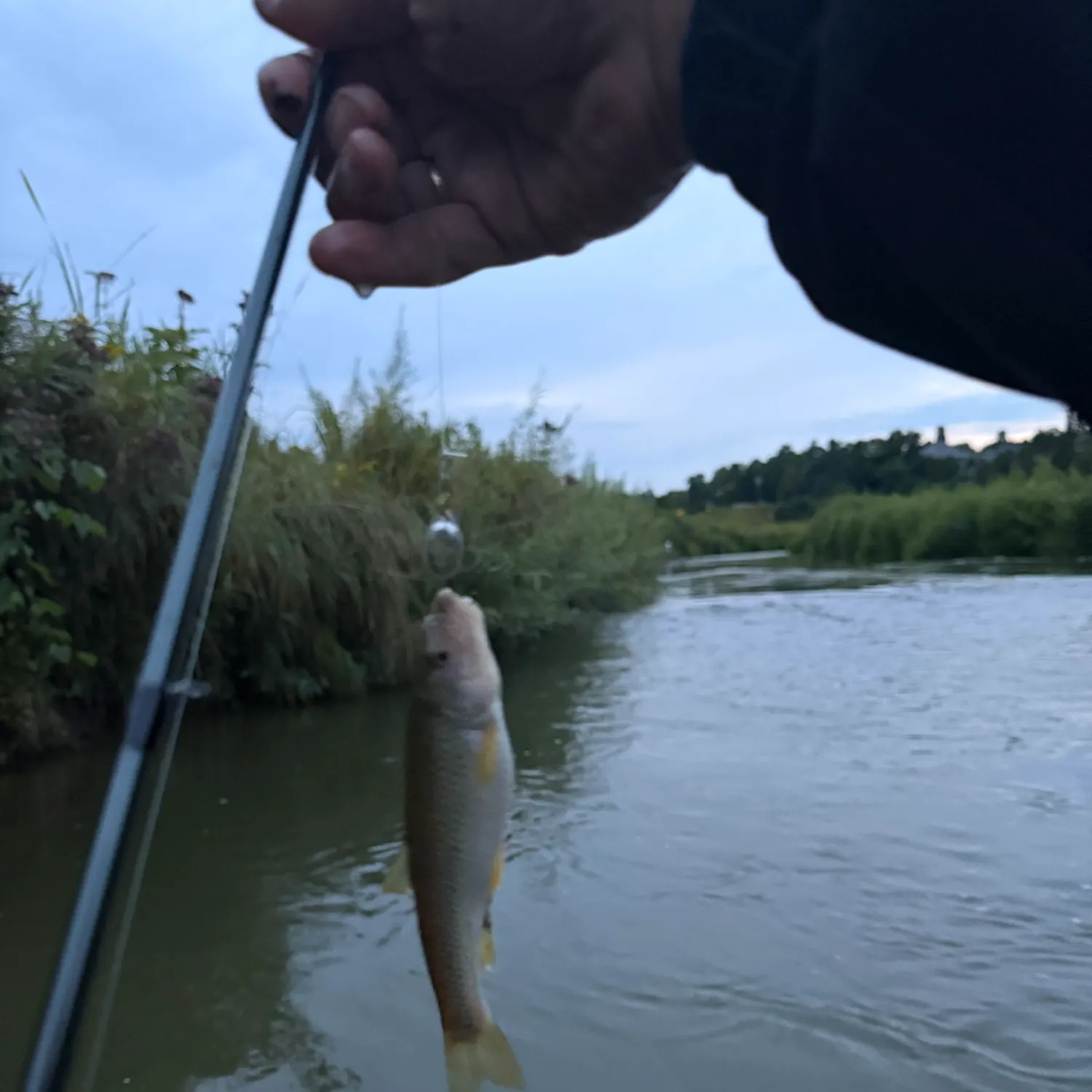 River chub caught on Fishbrain