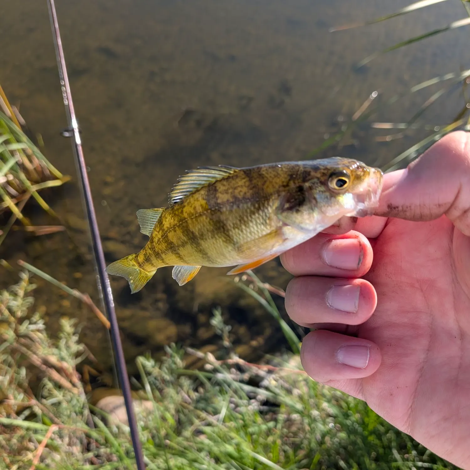 Yellow perch caught on Fishbrain
