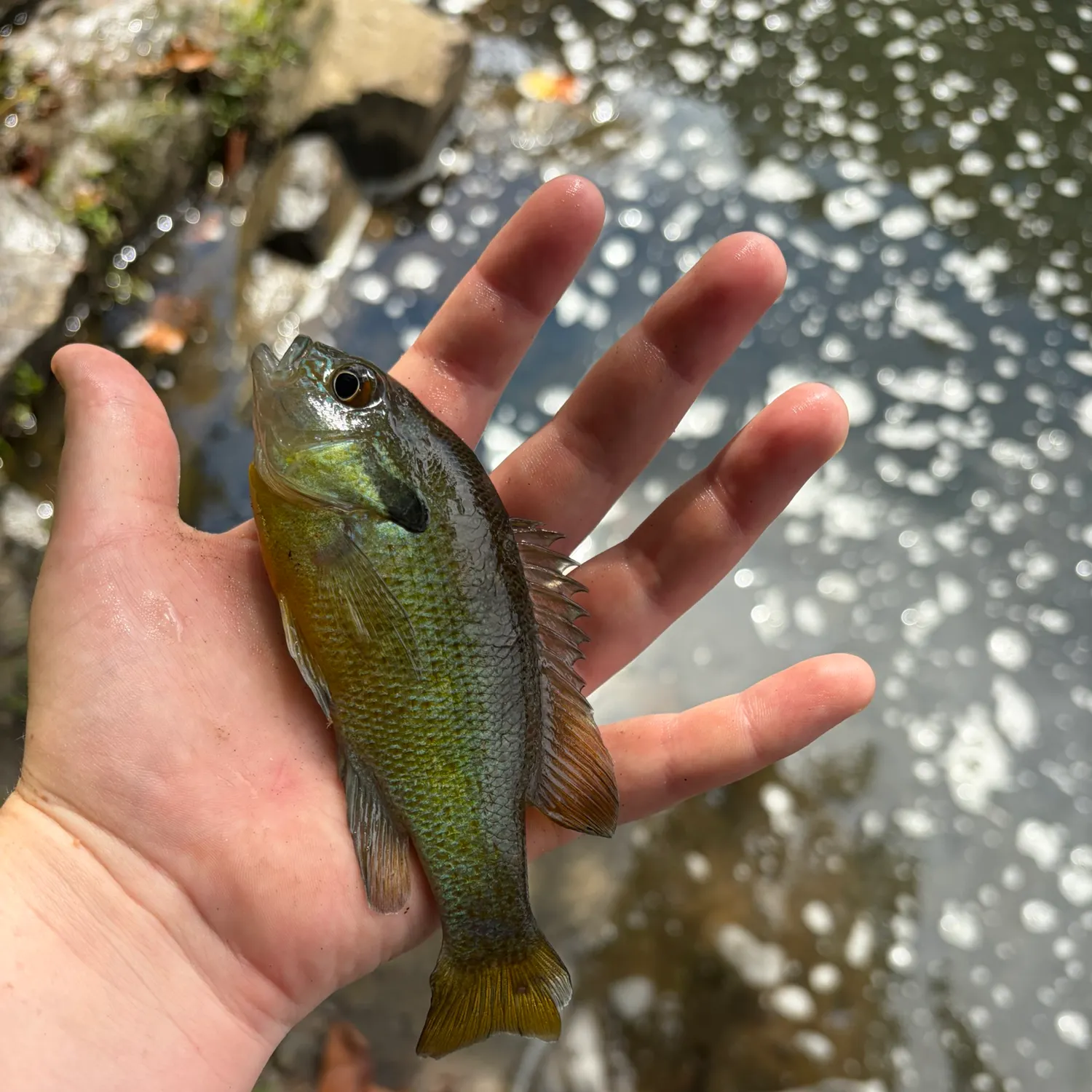 Redbreast sunfish caught on Fishbrain