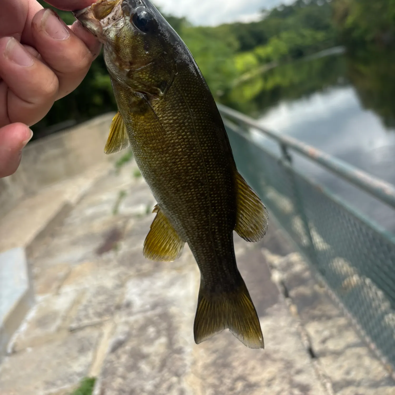 Smallmouth bass caught on Fishbrain