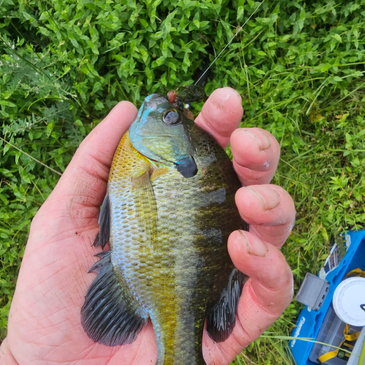 Bluegill caught on Fishbrain