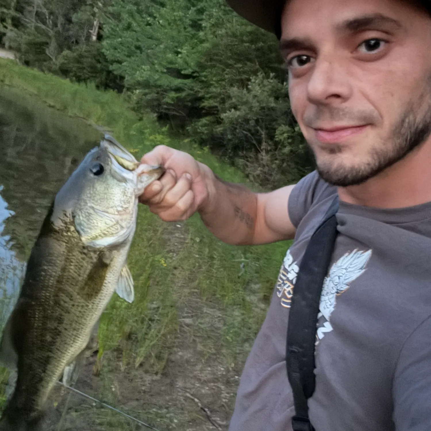 Largemouth bass caught on Fishbrain