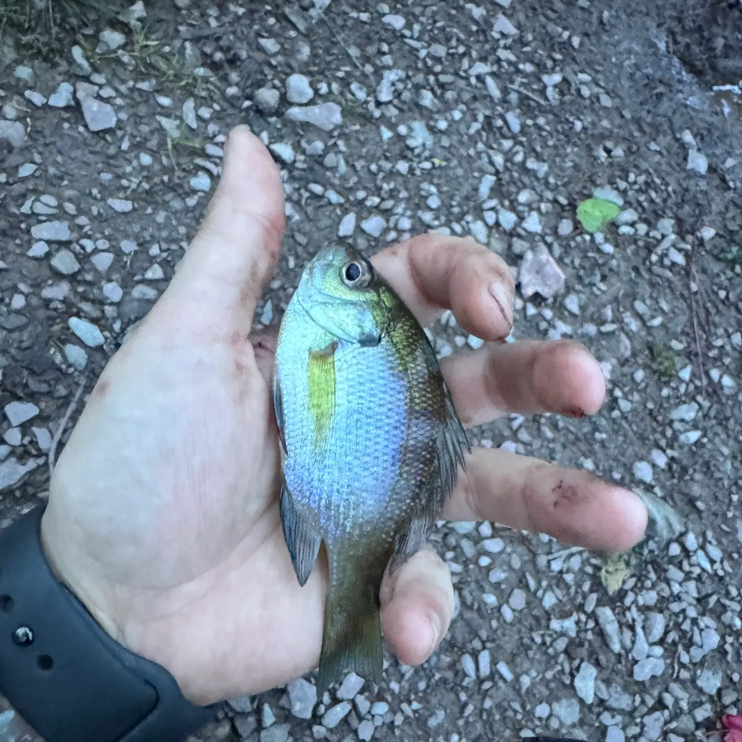 Bluegill caught on Fishbrain