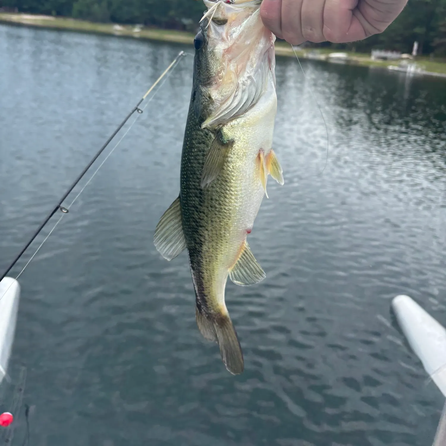 angler catch