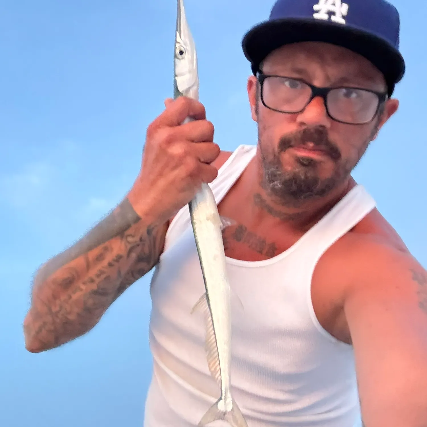 Atlantic needlefish caught on Fishbrain