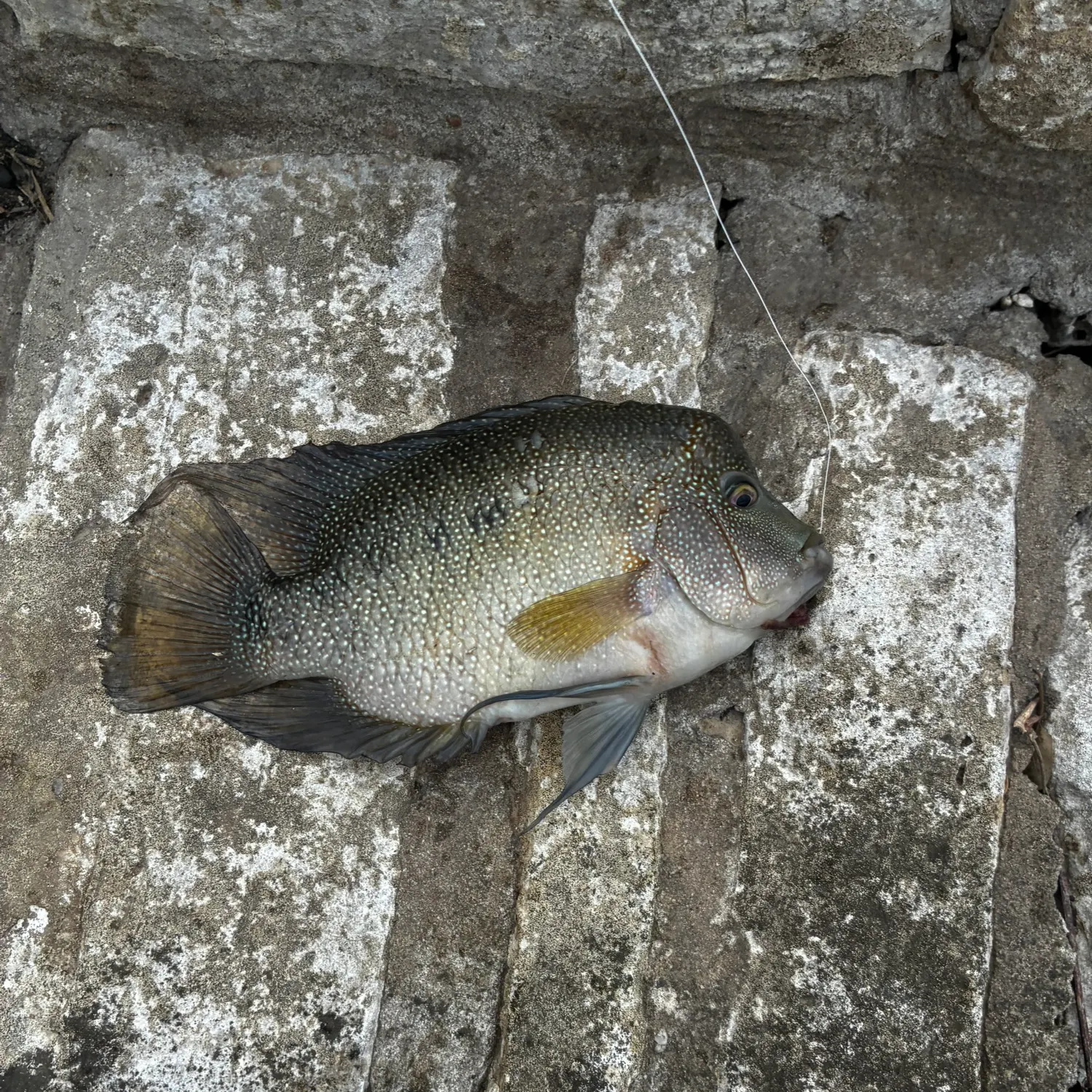 The most recent Rio Grande cichlid catches on Fishbrain