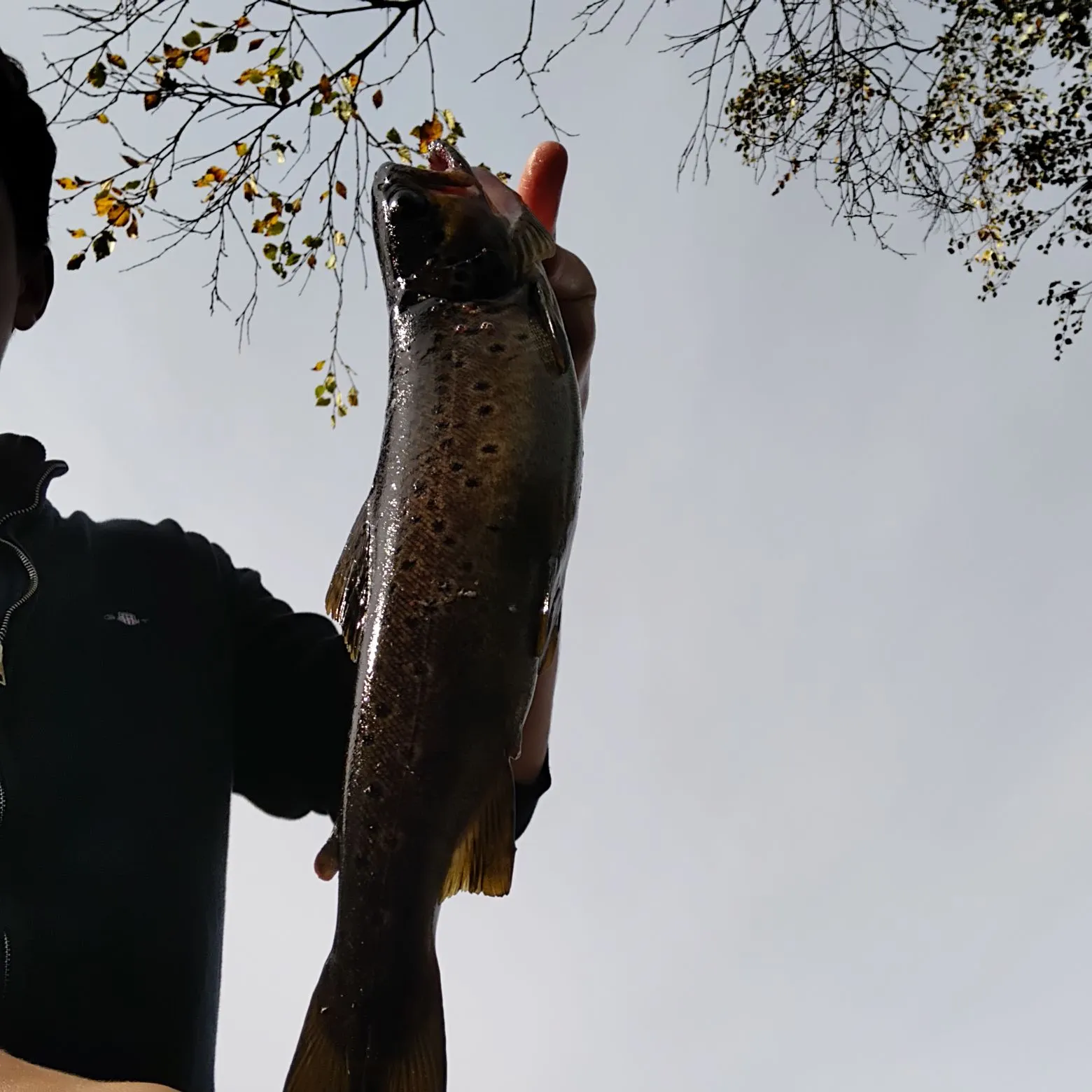 Brown trout caught on Fishbrain