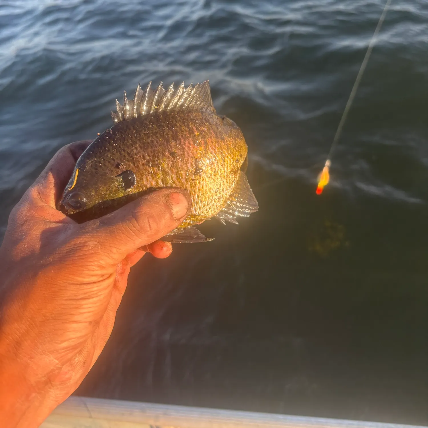 Bluegill caught on Fishbrain