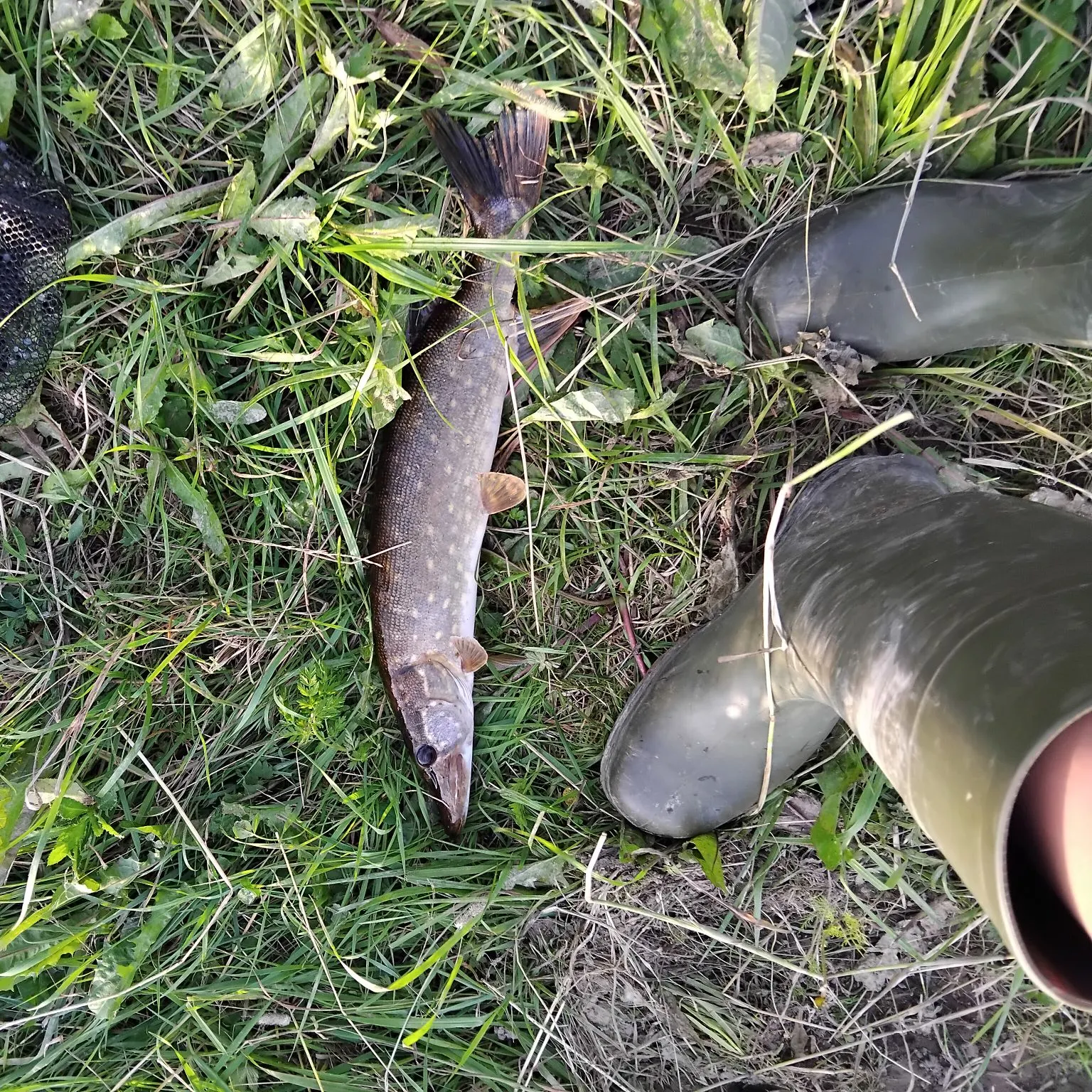 Northern pike caught on Fishbrain