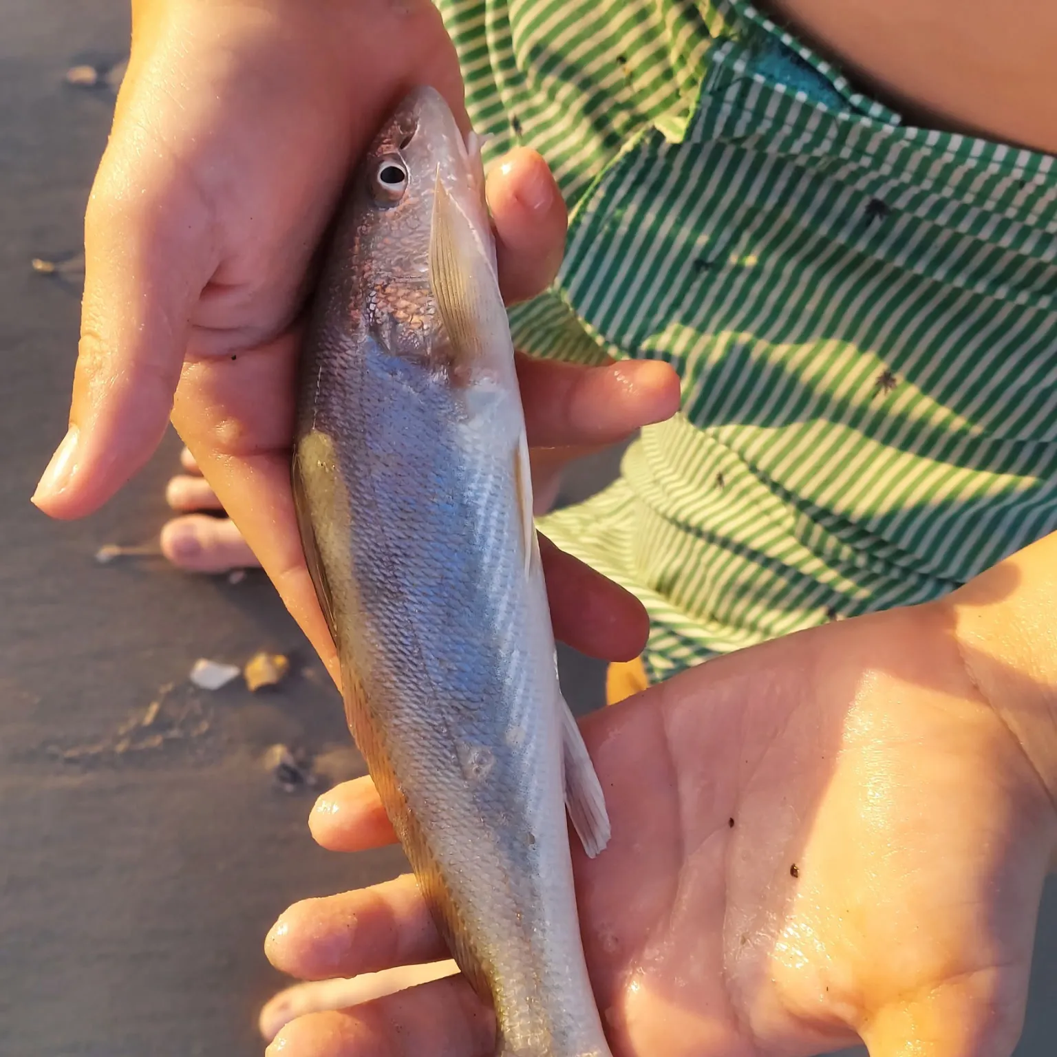 The most recent King George whiting catches on Fishbrain