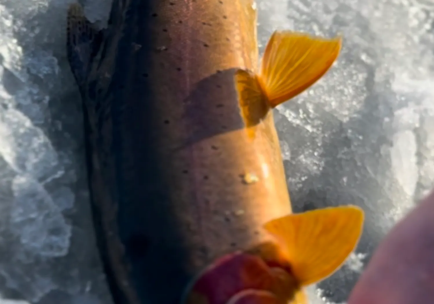 Yellowstone cutthroat trout