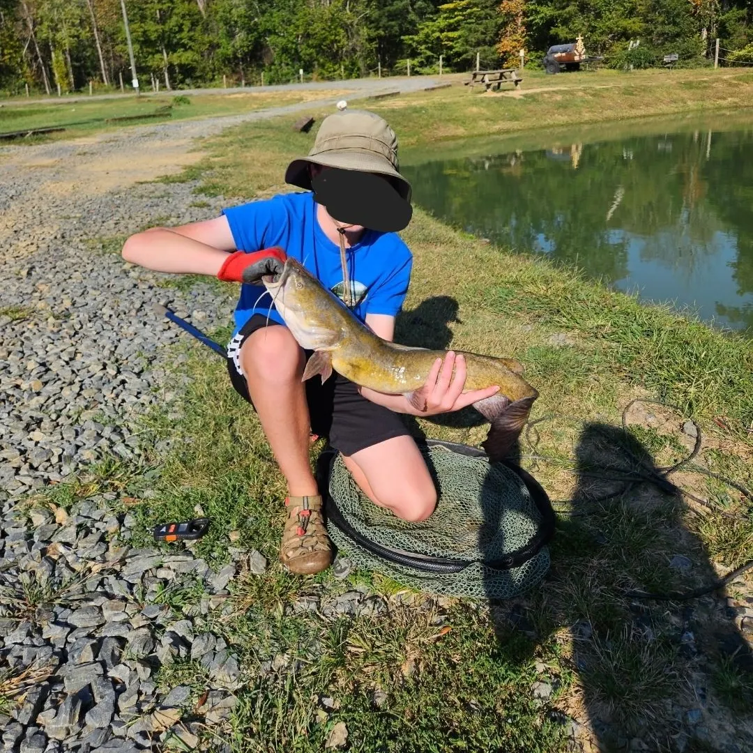 Flathead catfish caught on Fishbrain