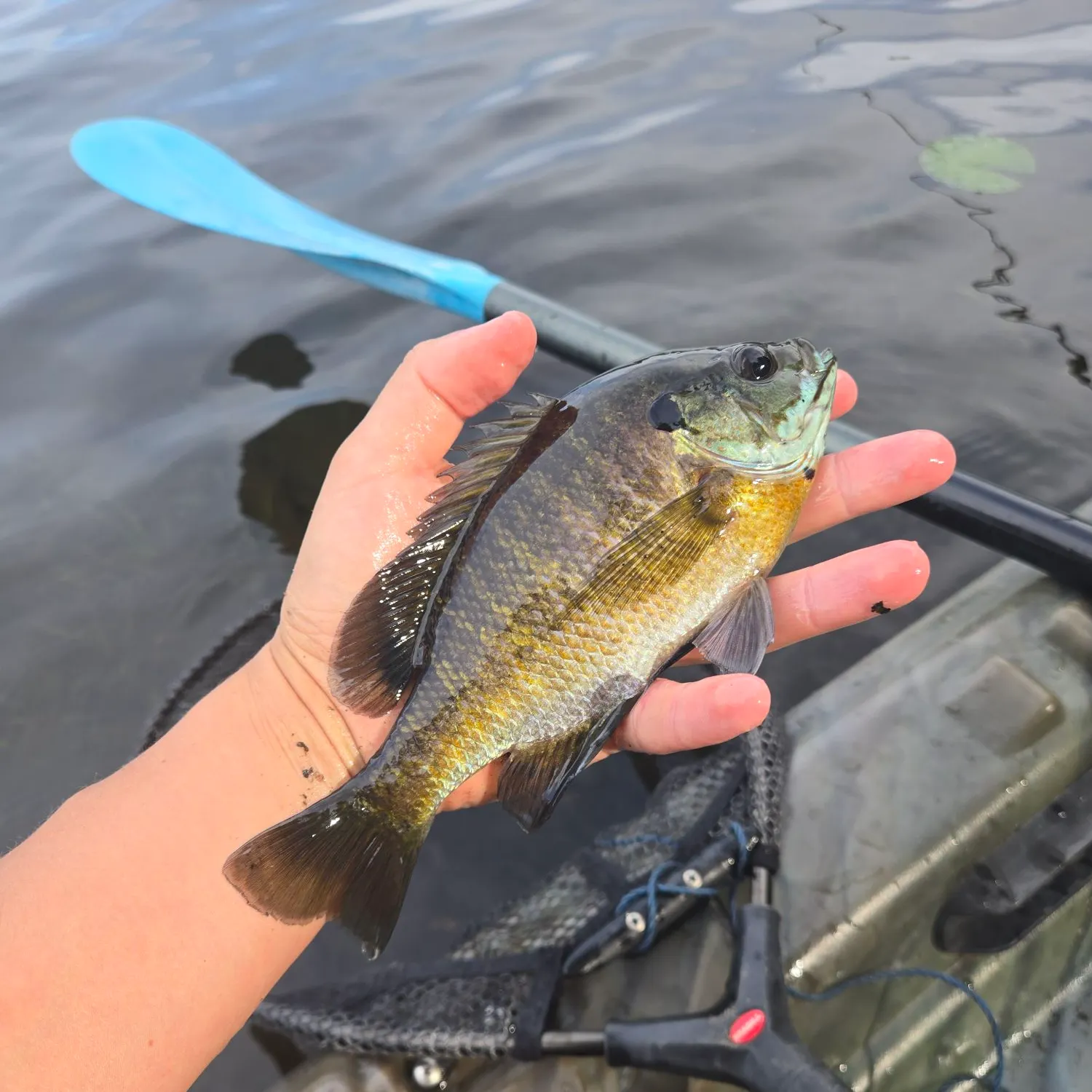 Bluegill caught on Fishbrain