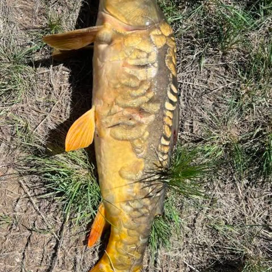 Mirror carp caught on Fishbrain