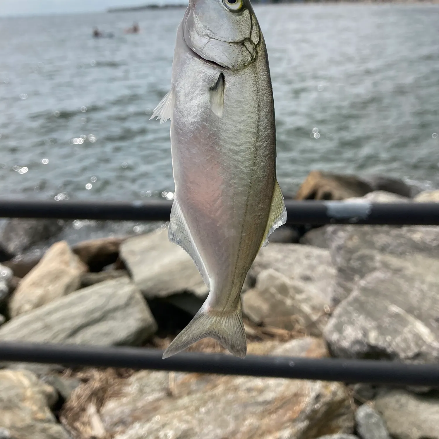 Bluefish caught on Fishbrain