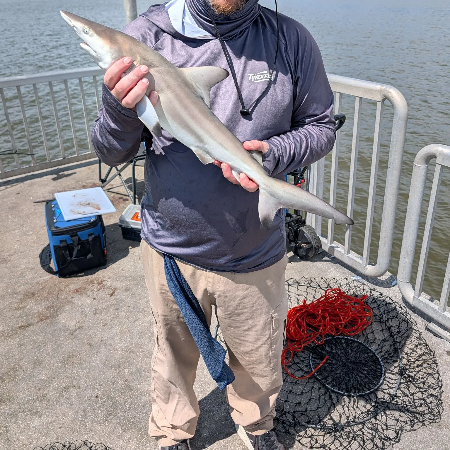 Blacktip shark caught on Fishbrain