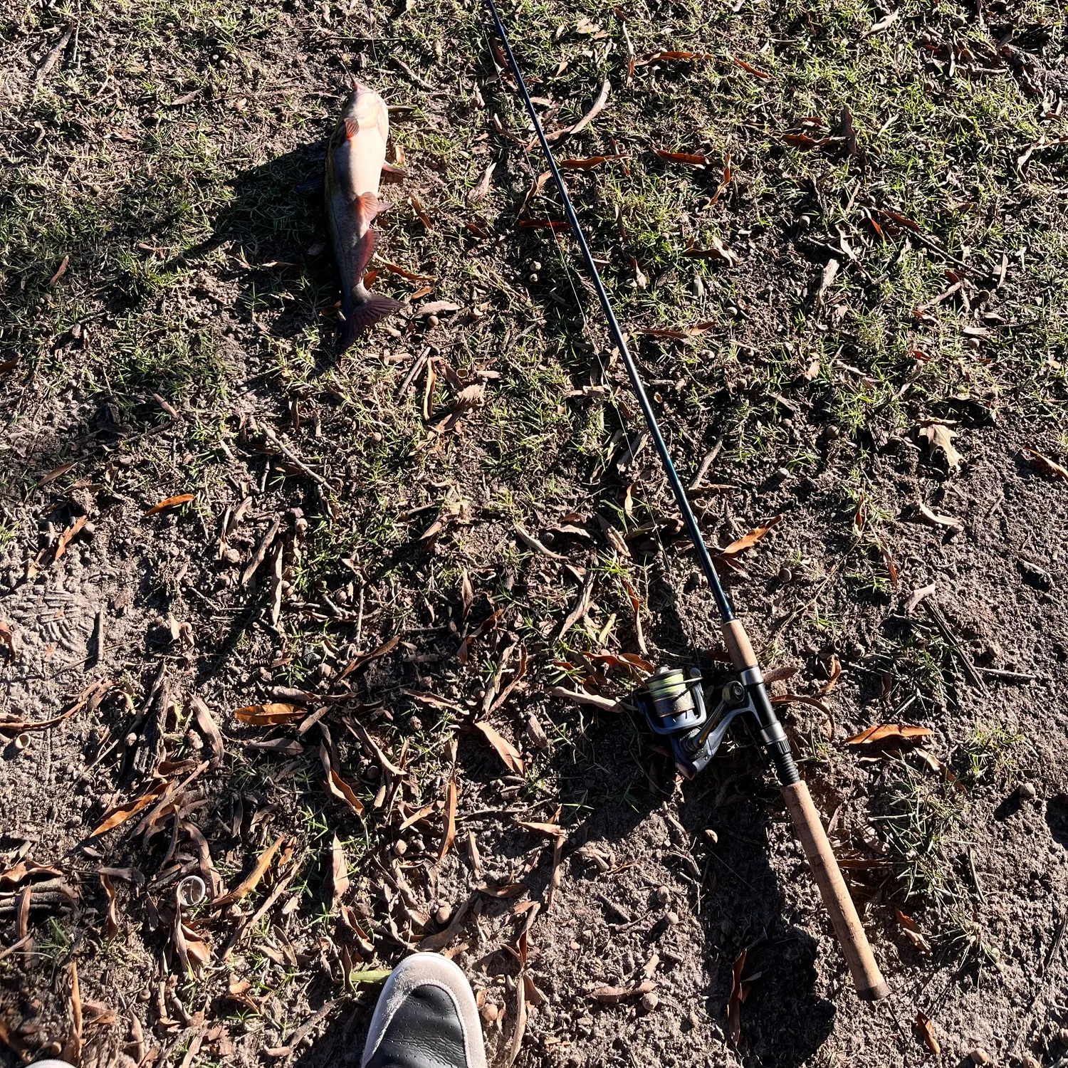 Channel catfish caught on Fishbrain