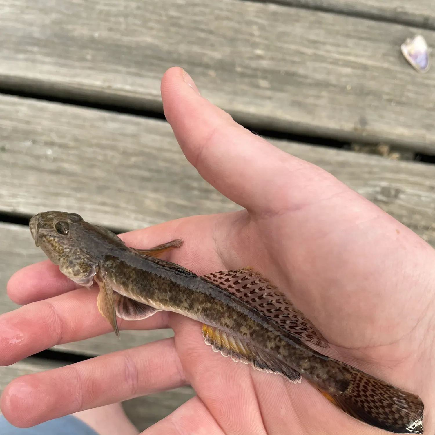 The most recent Yellowfin goby catches on Fishbrain