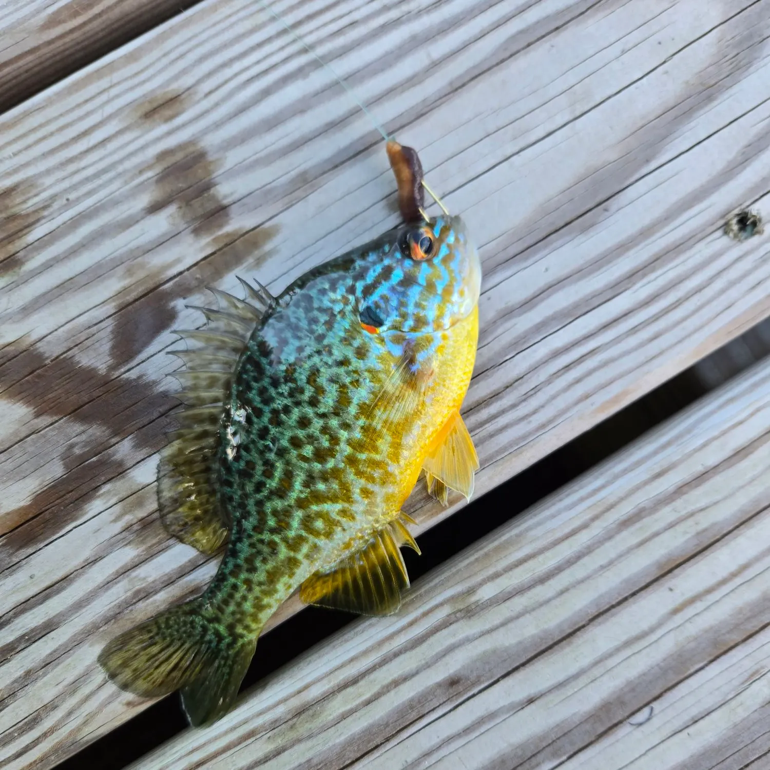 Redear sunfish caught on Fishbrain