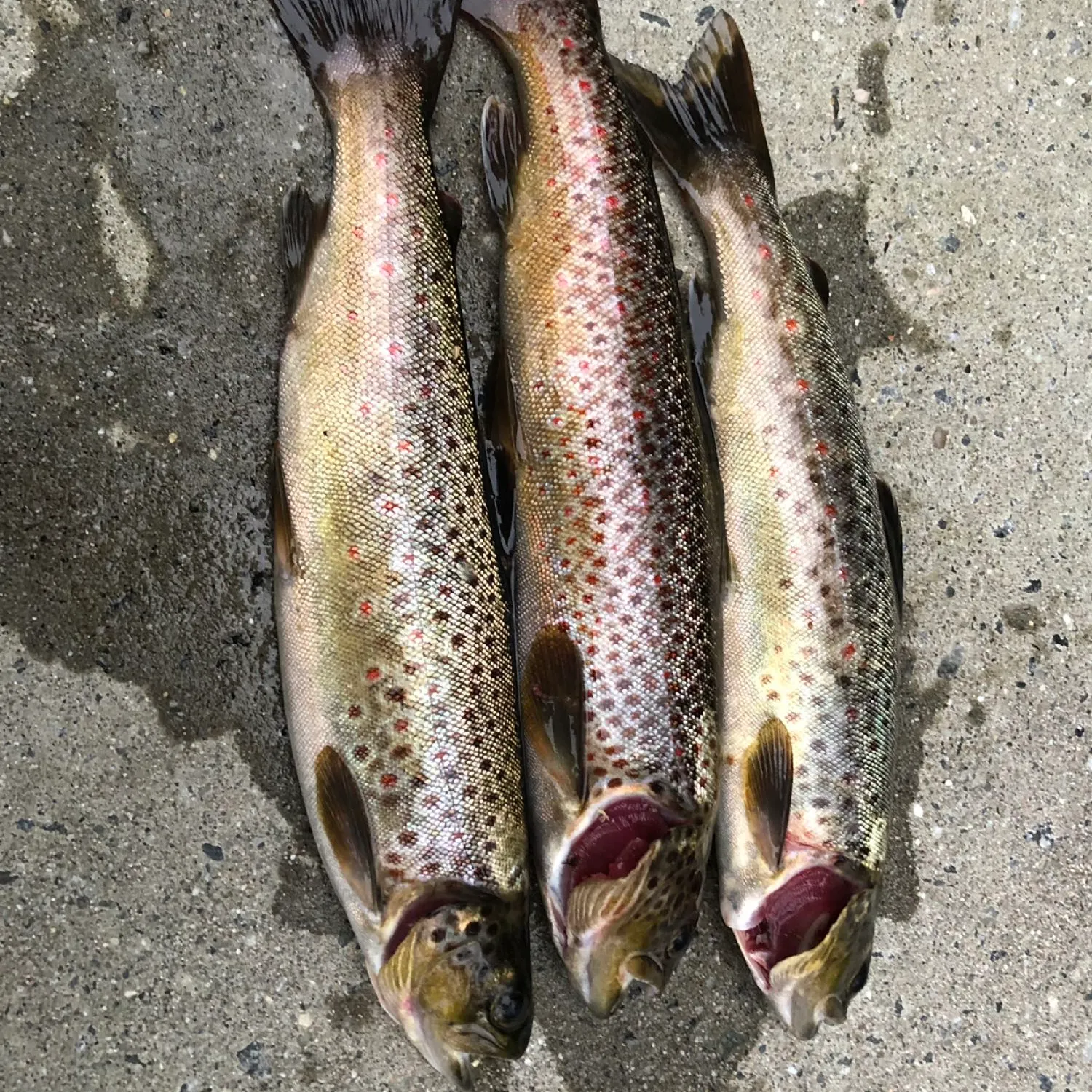 recently logged catches