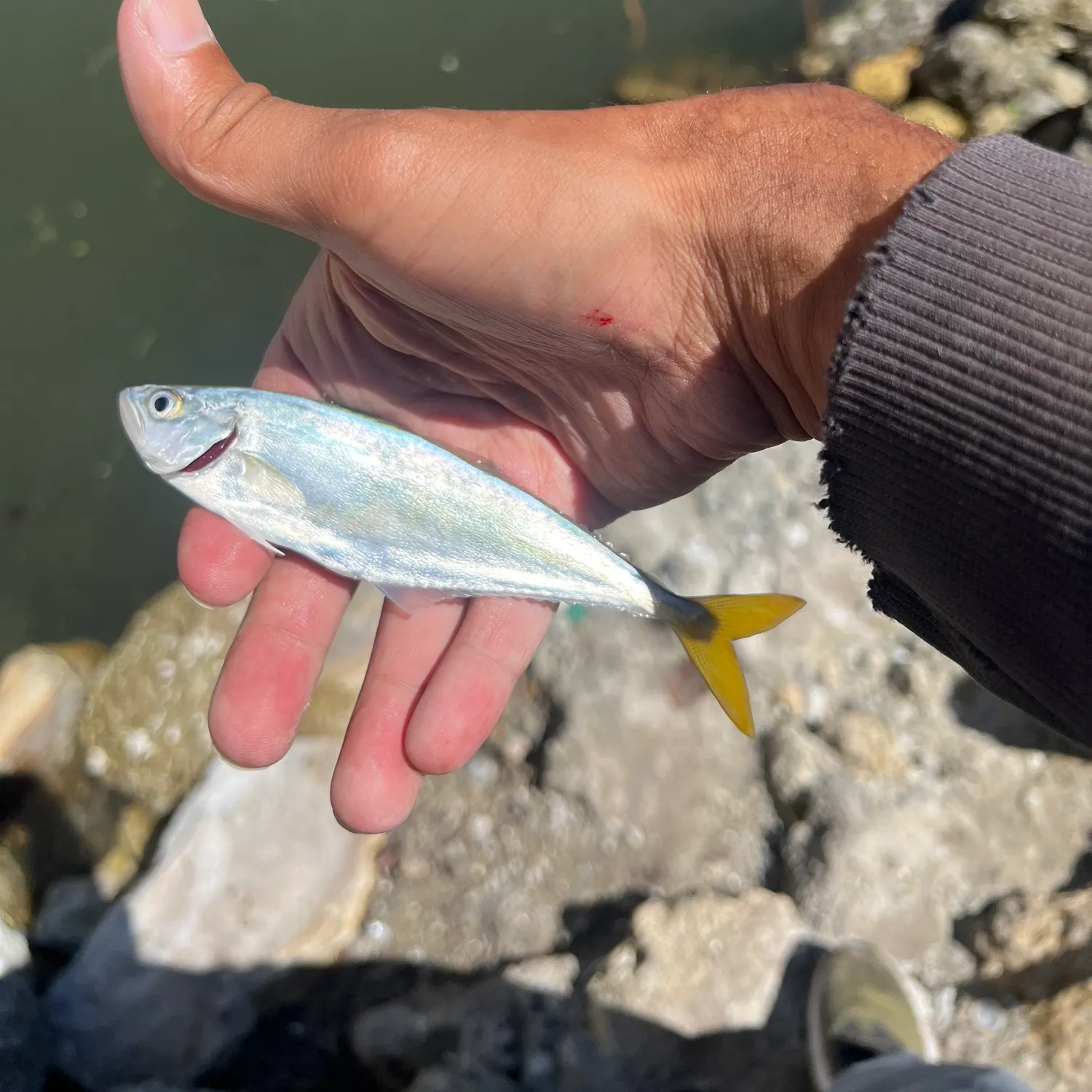 Leatherjack caught on Fishbrain
