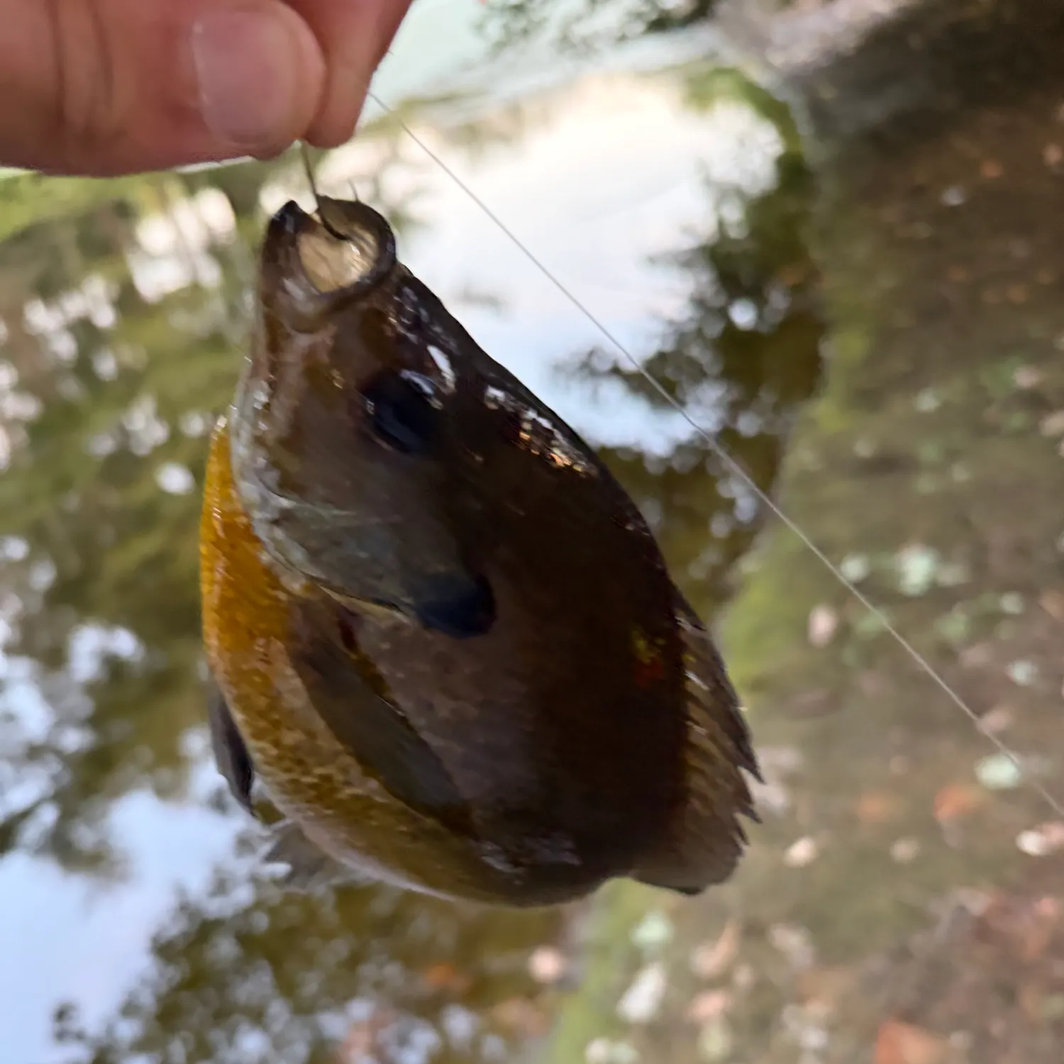 Bluegill caught on Fishbrain