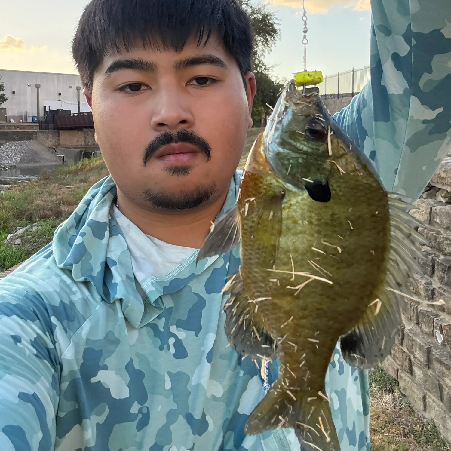 Bluegill caught on Fishbrain