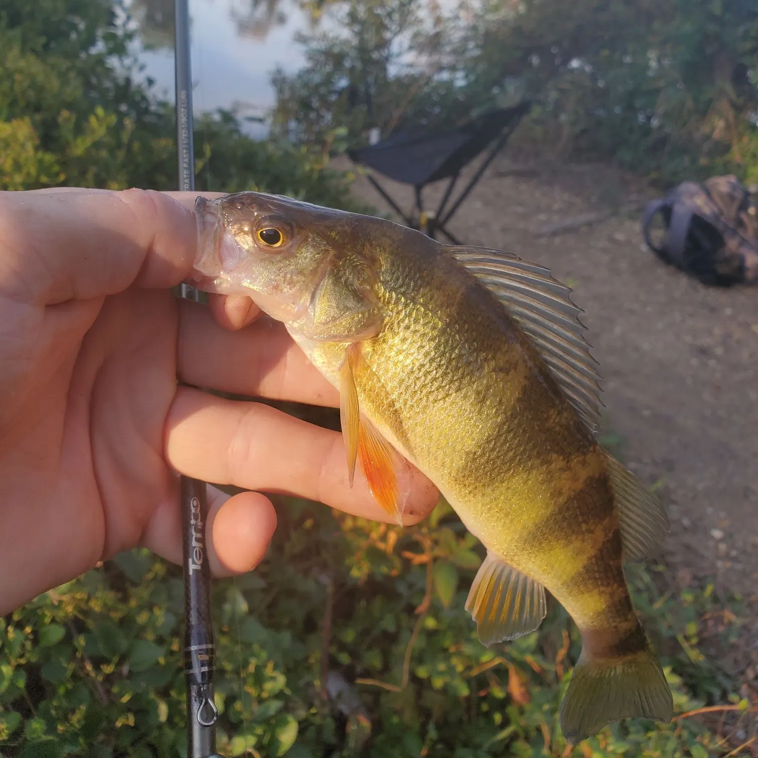 Yellow perch caught on Fishbrain