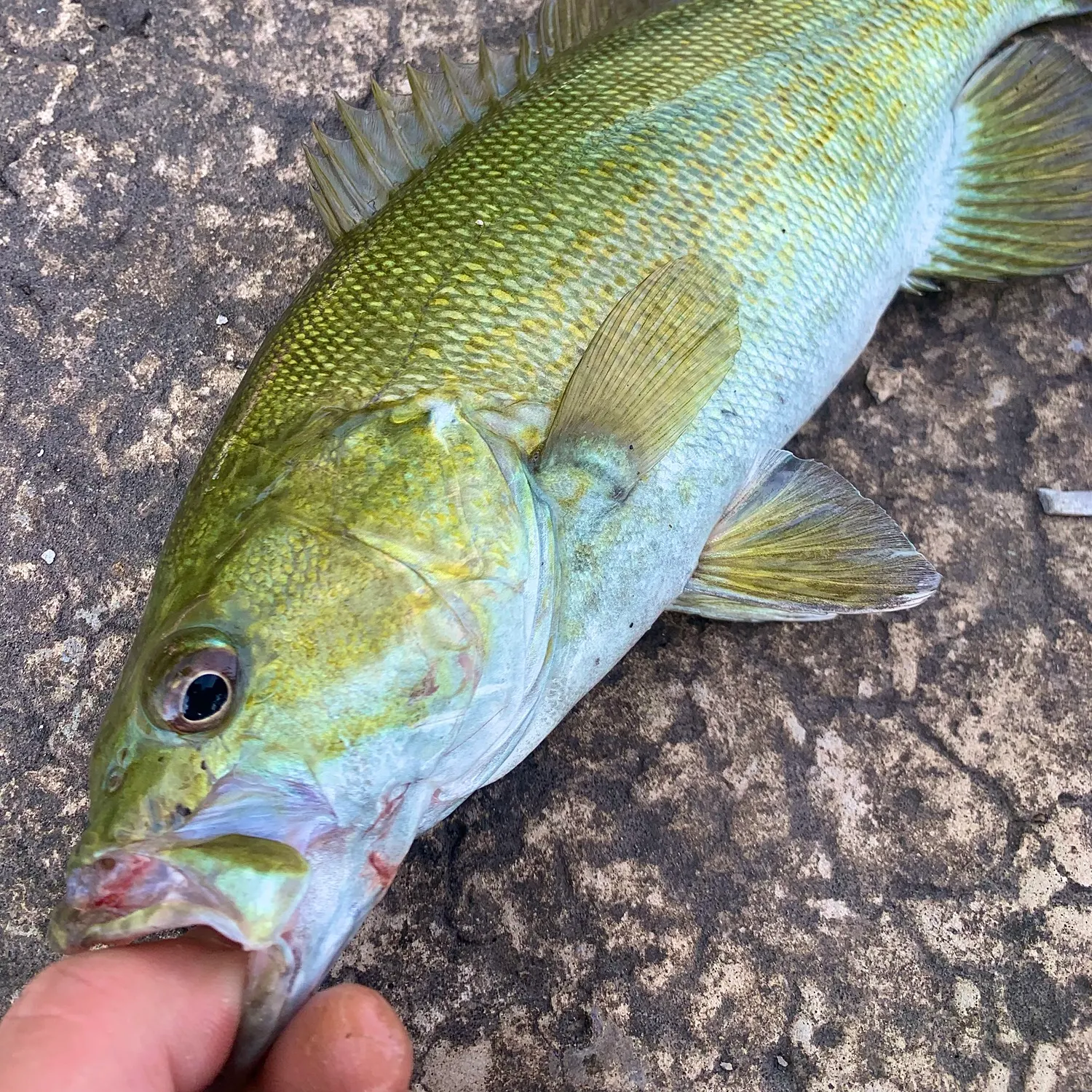 Smallmouth bass caught on Fishbrain