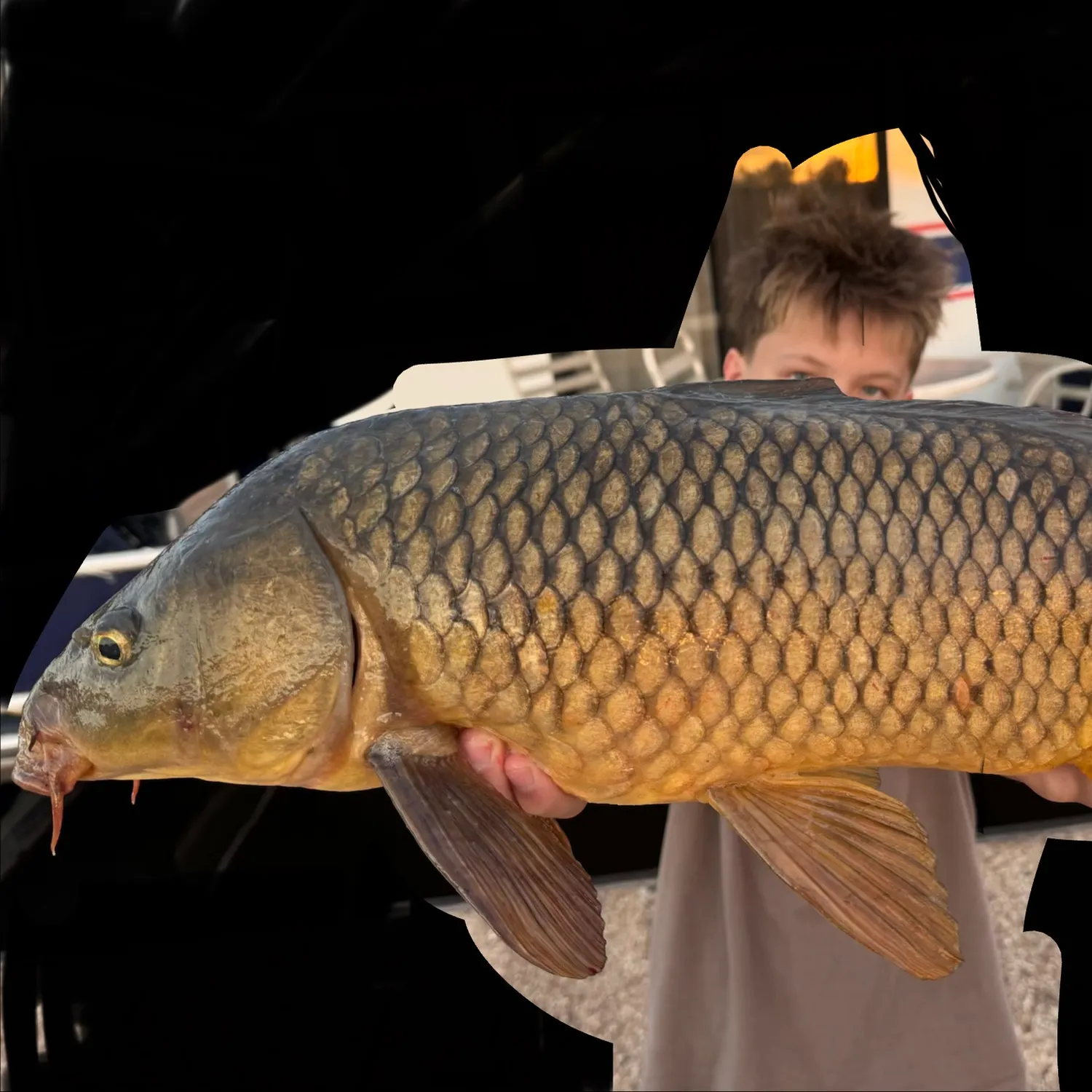 Common carp caught on Fishbrain