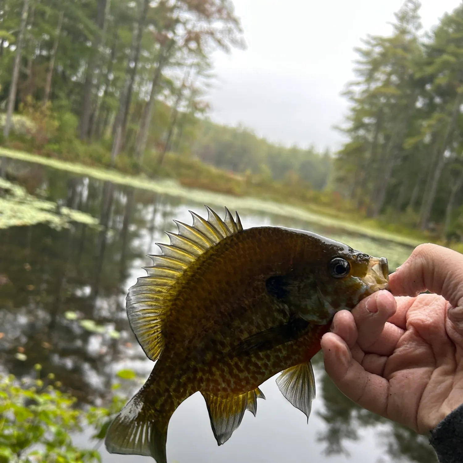 Bluegill caught on Fishbrain