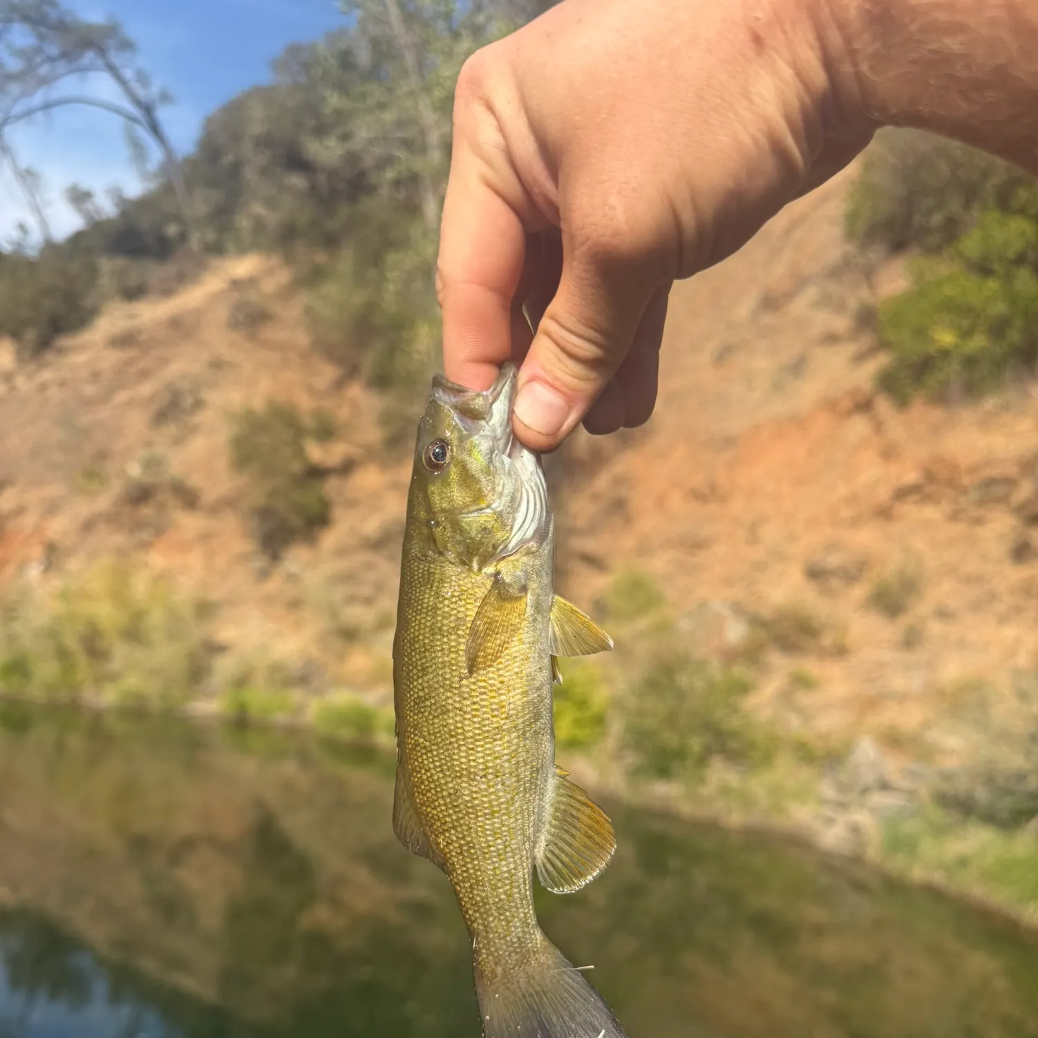 Smallmouth bass caught on Fishbrain
