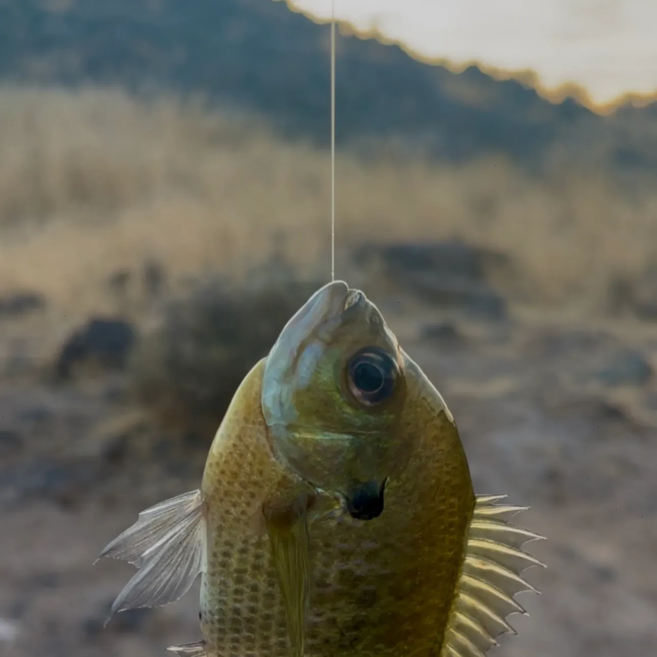 Bluegill caught on Fishbrain