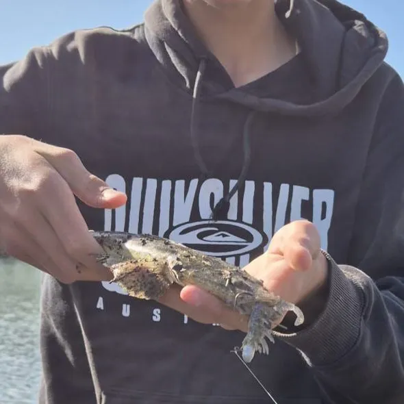 Dusky flathead caught on Fishbrain