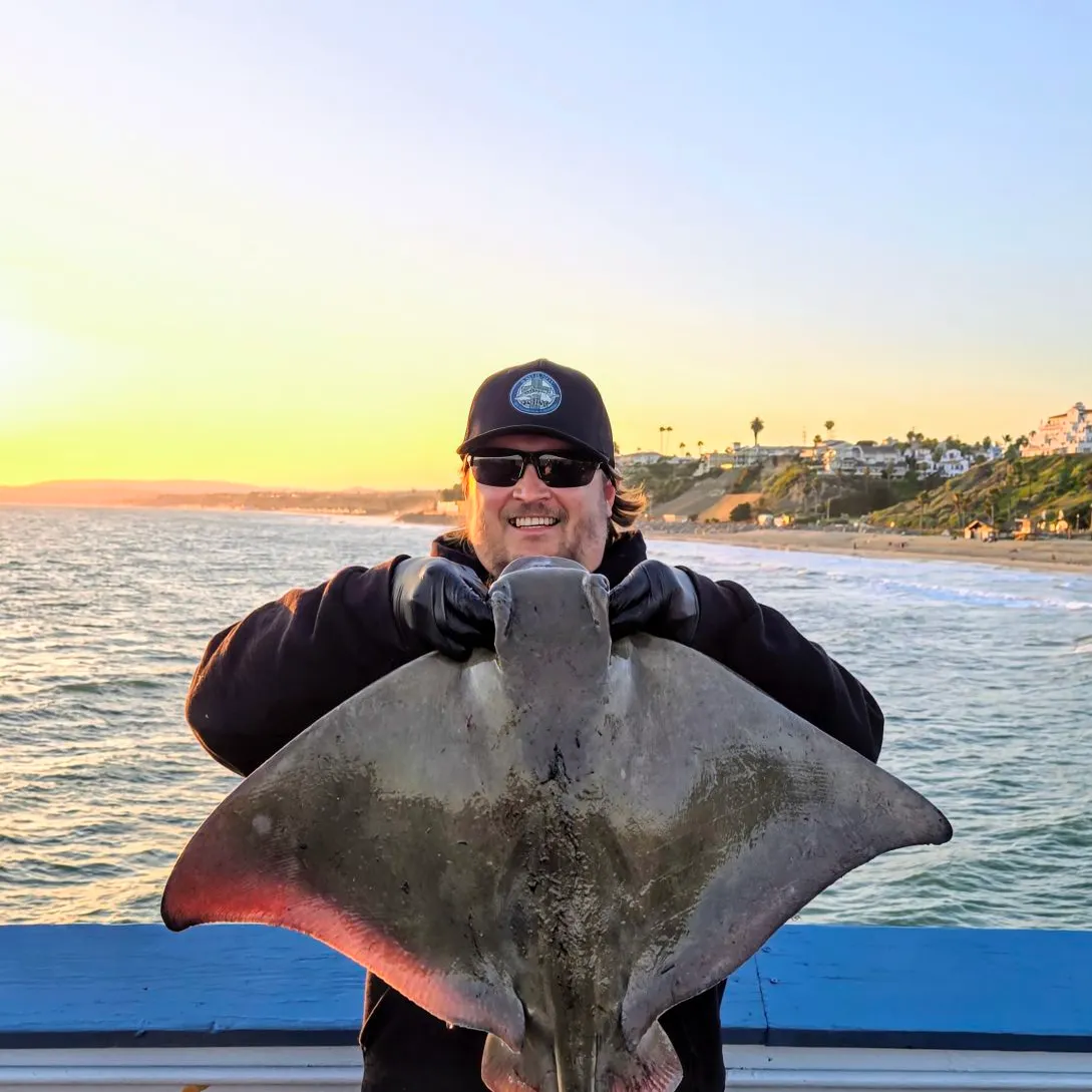 The most recent Bat eagle ray catches on Fishbrain