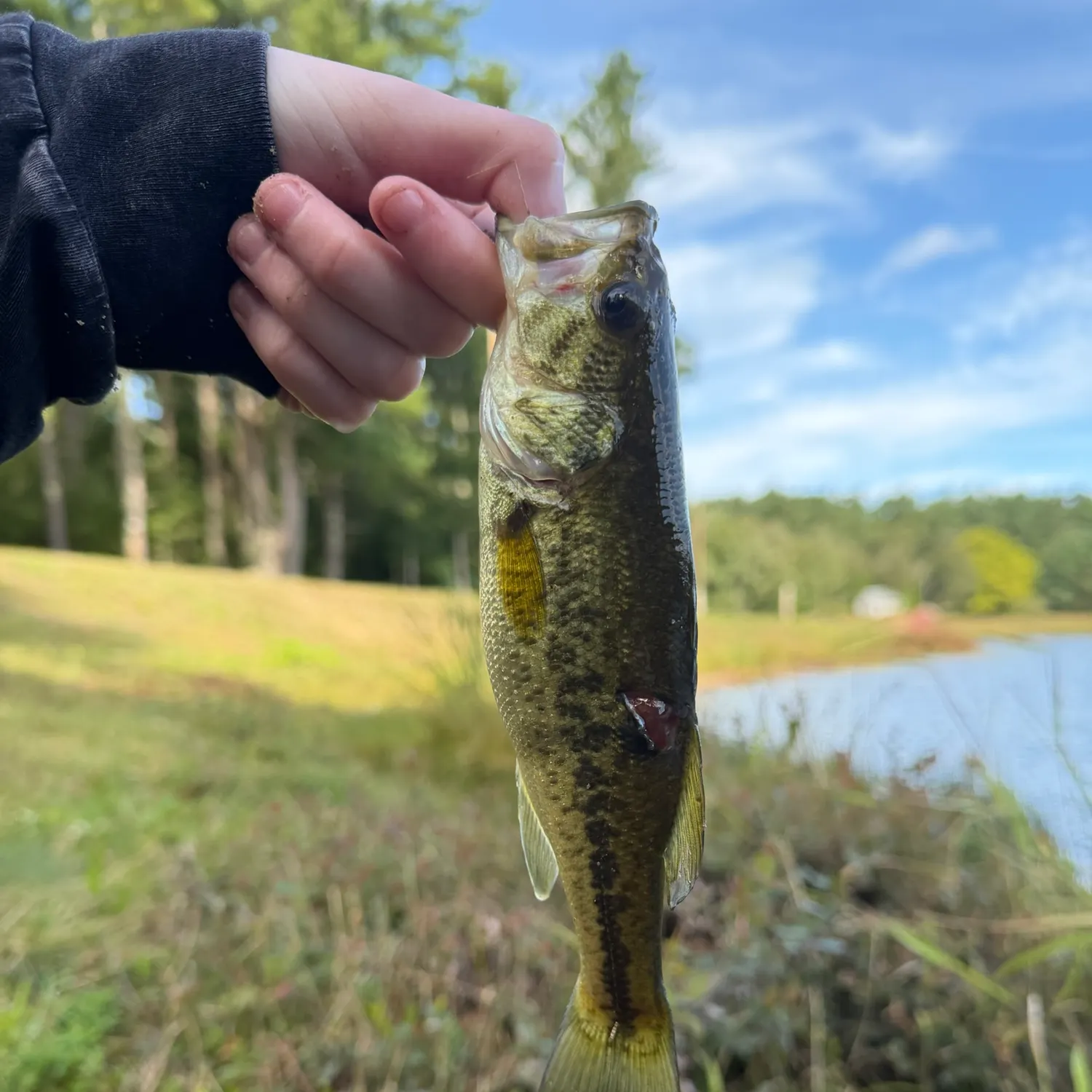 Largemouth bass caught on Fishbrain