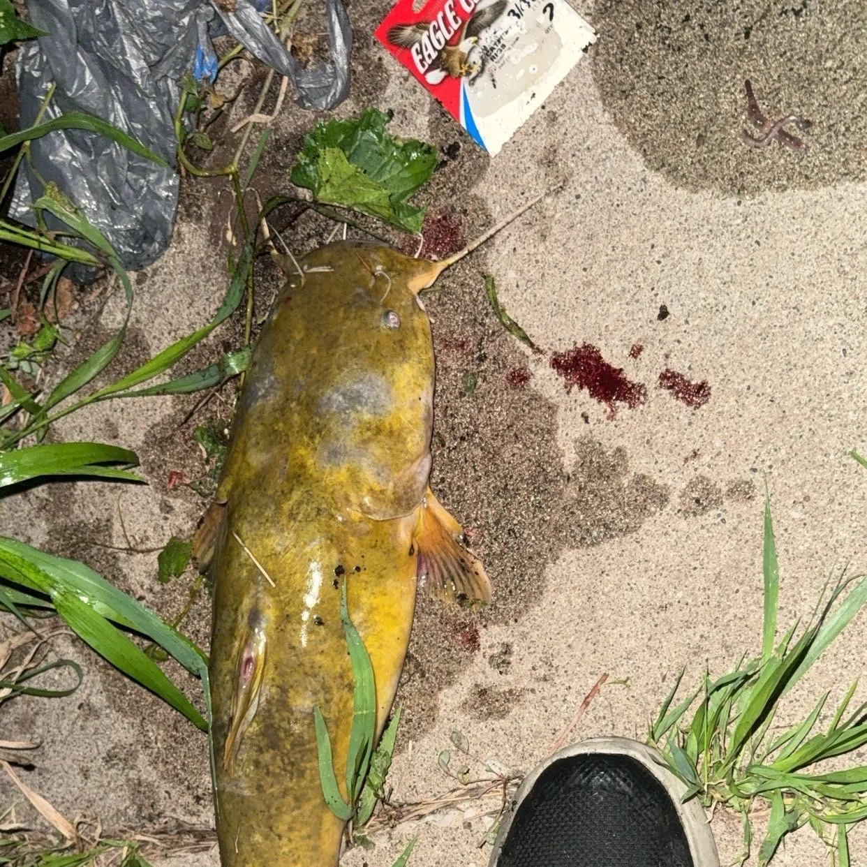catch