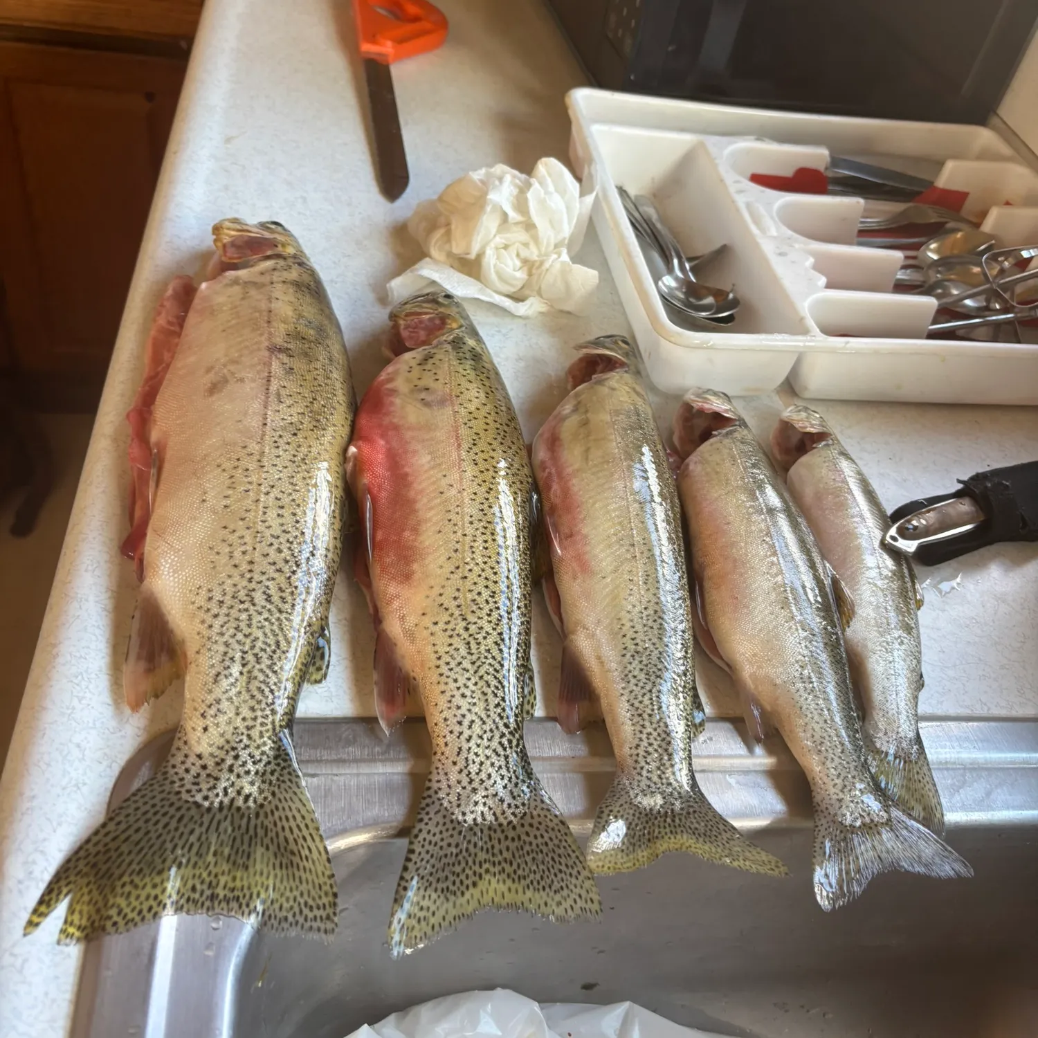 recently logged catches