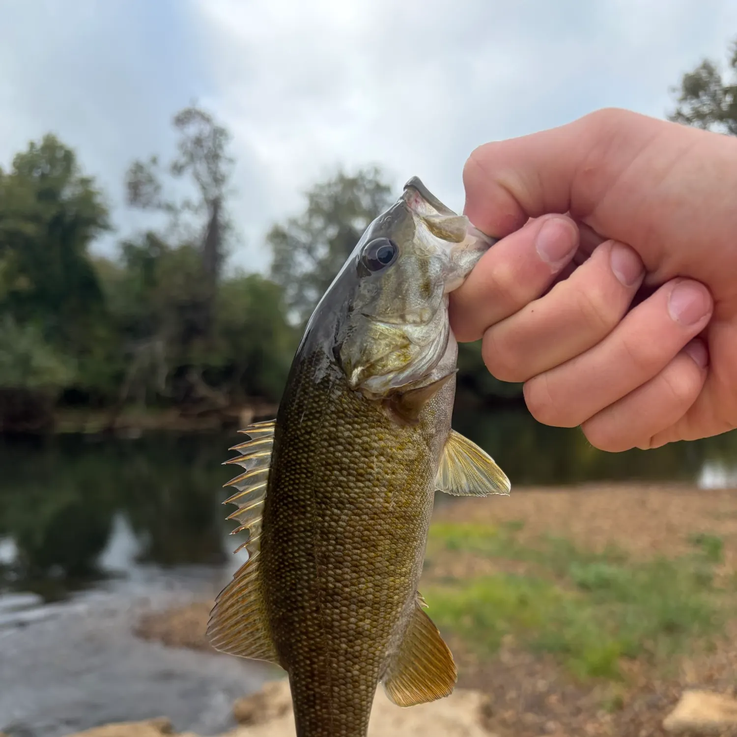 Smallmouth bass caught on Fishbrain