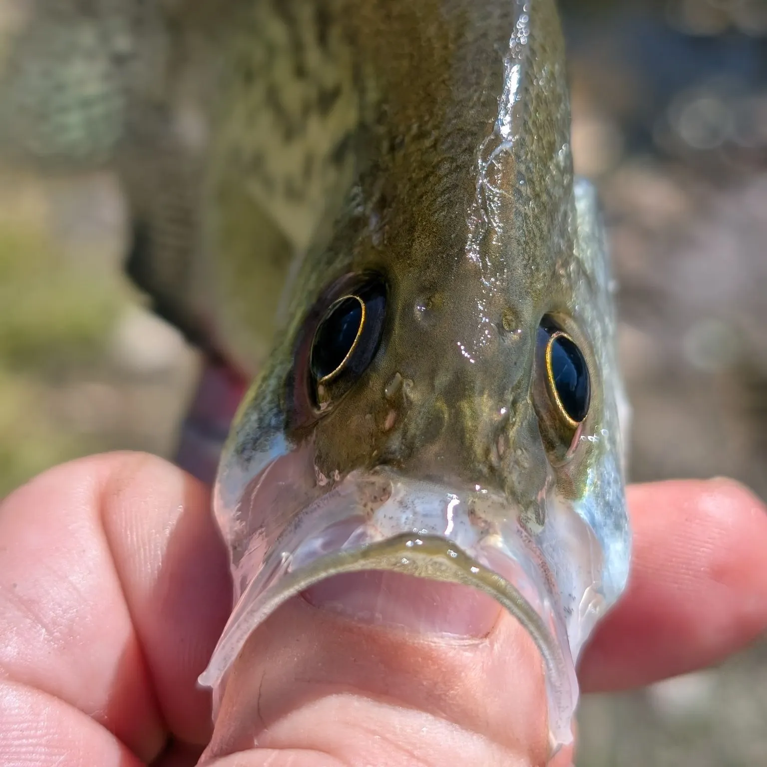 Black crappie caught on Fishbrain