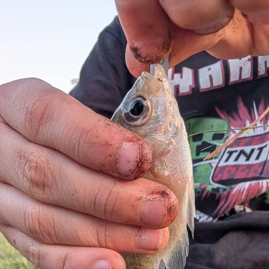 Bluegill caught on Fishbrain