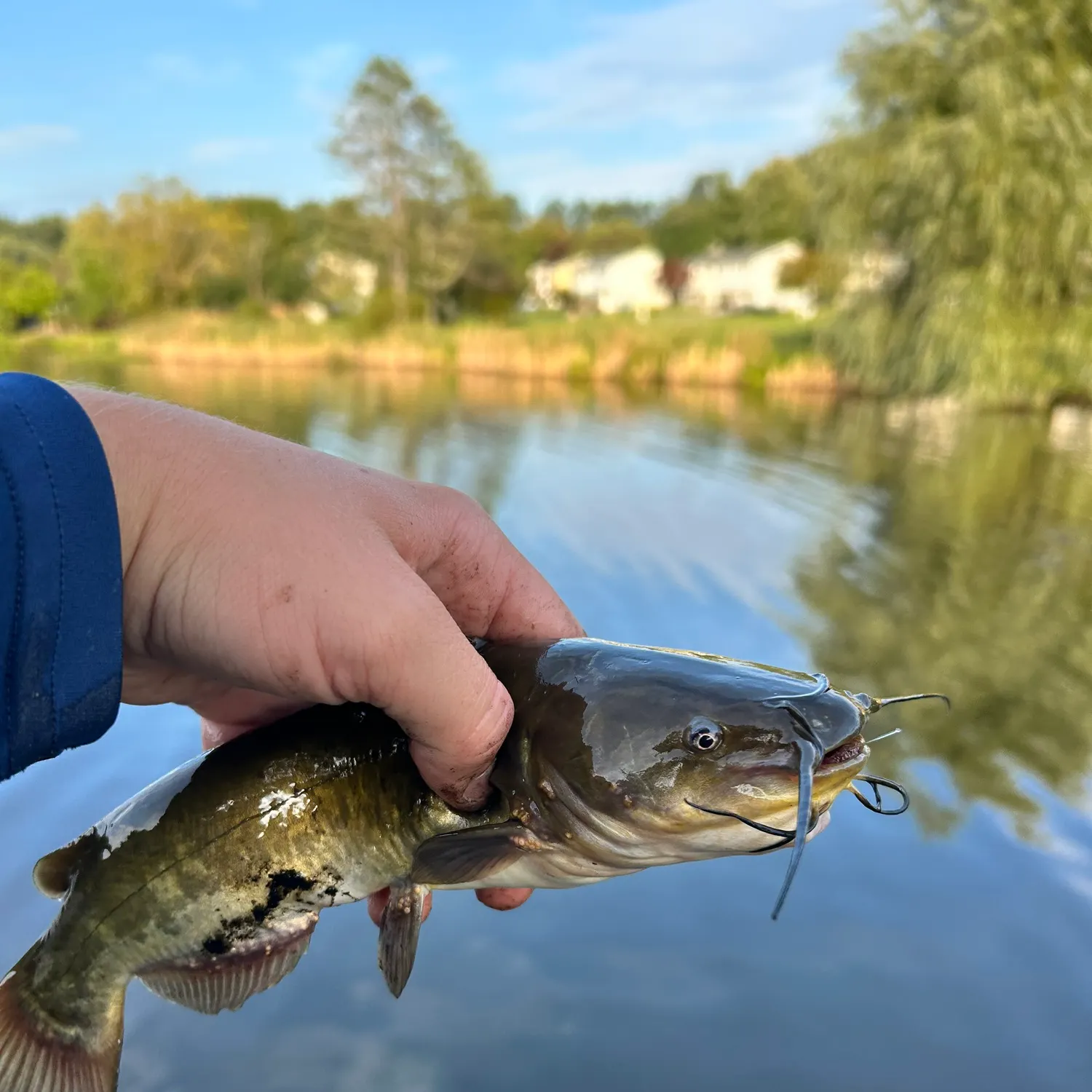 Brown bullhead caught on Fishbrain