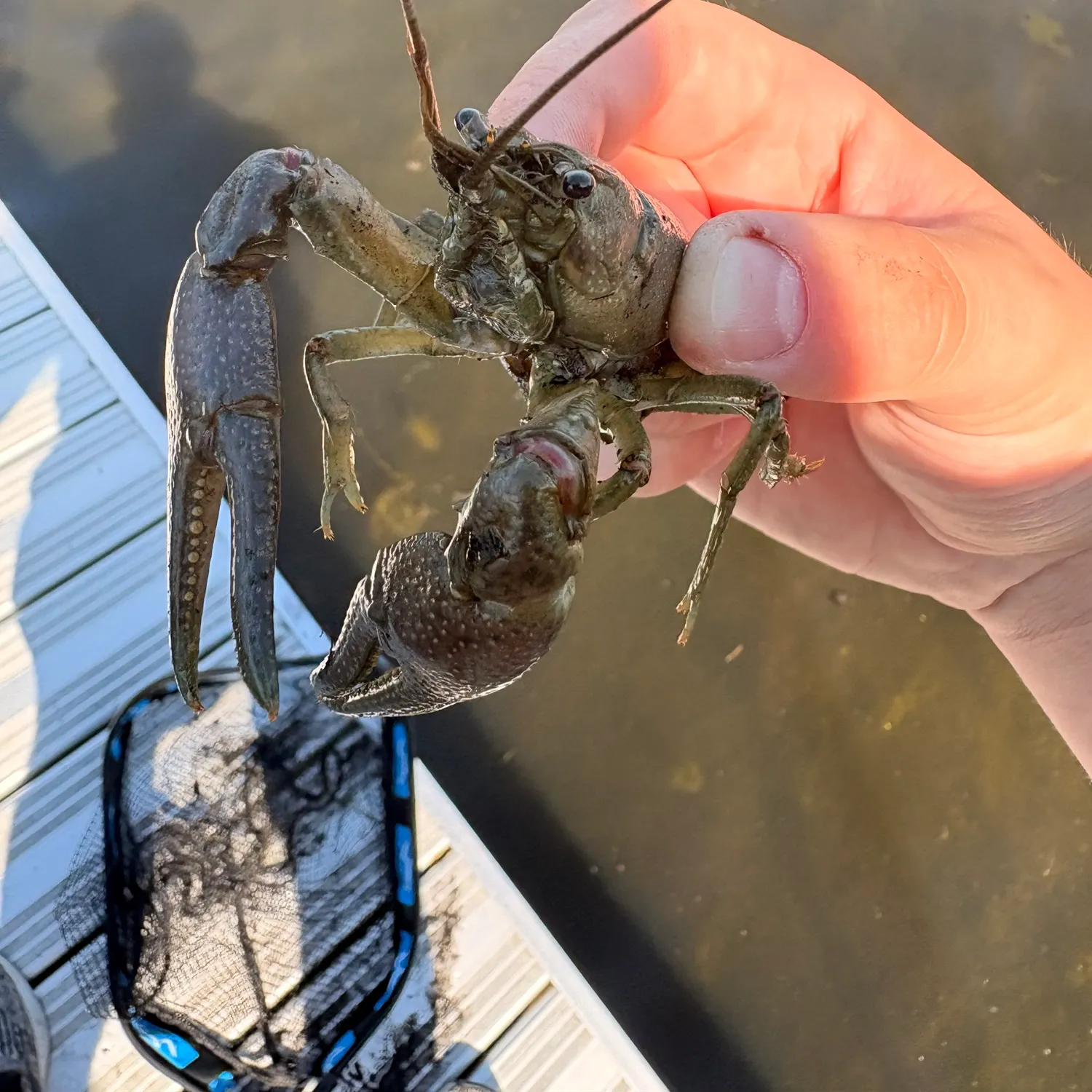 The most recent Signal crayfish catches on Fishbrain