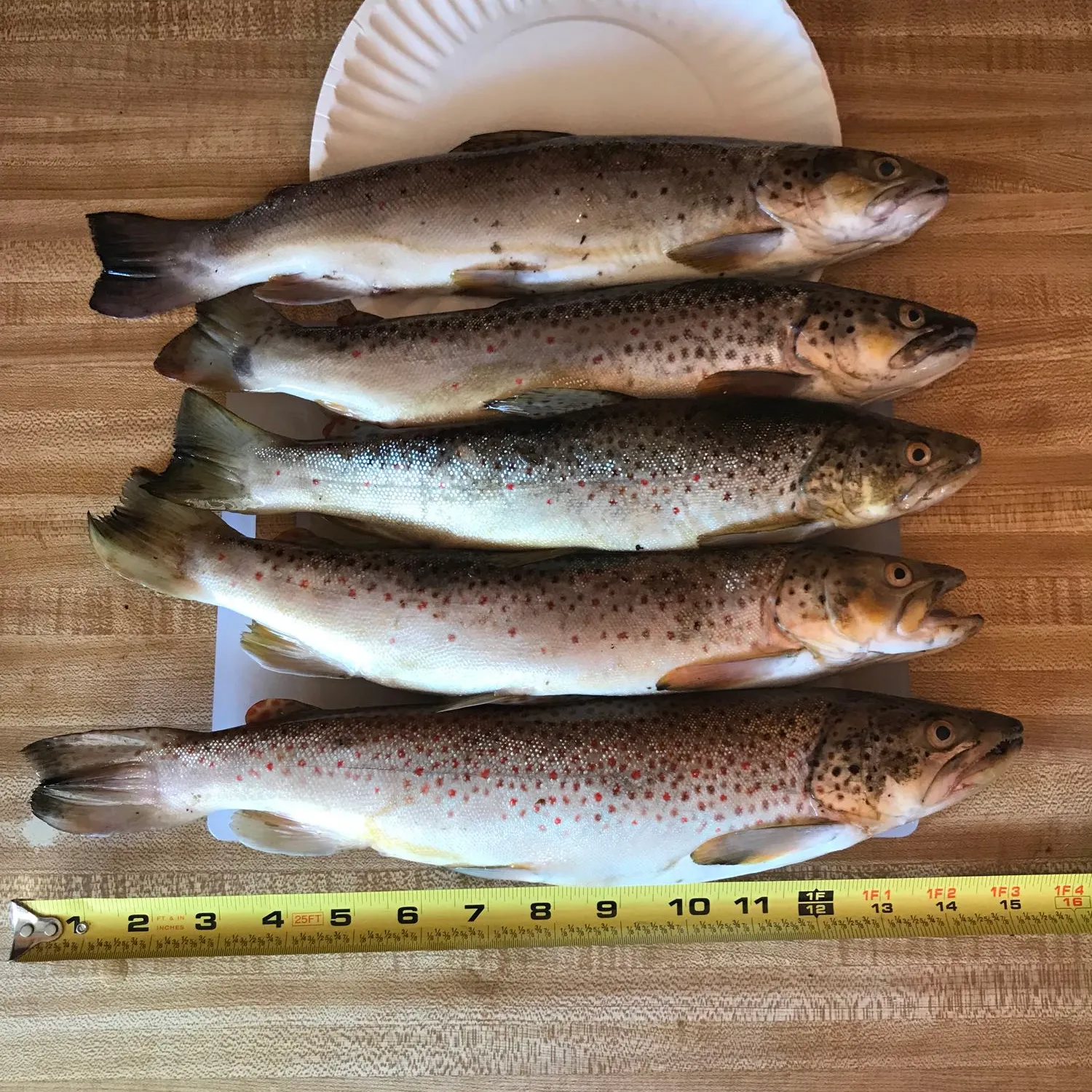 recently logged catches