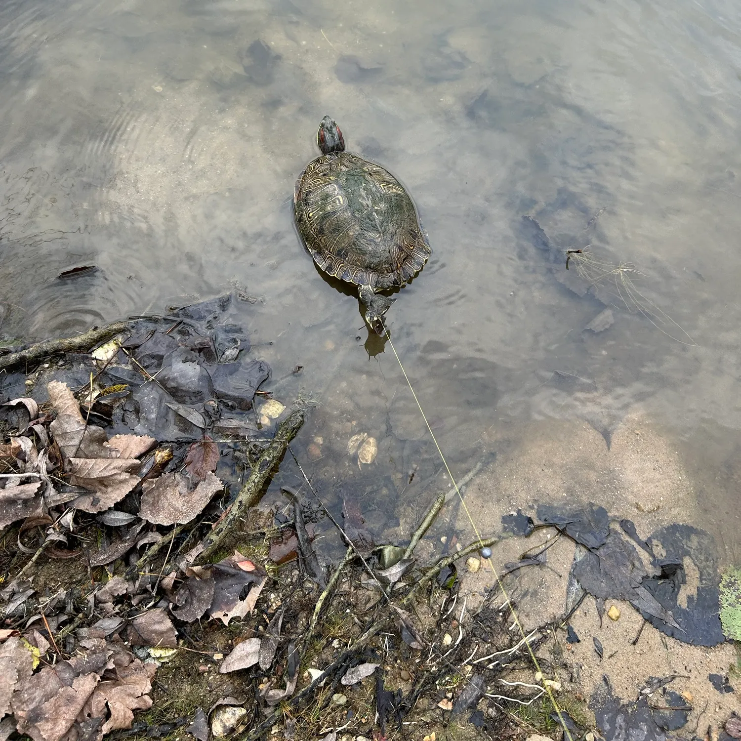 Pond slider turtle caught on Fishbrain