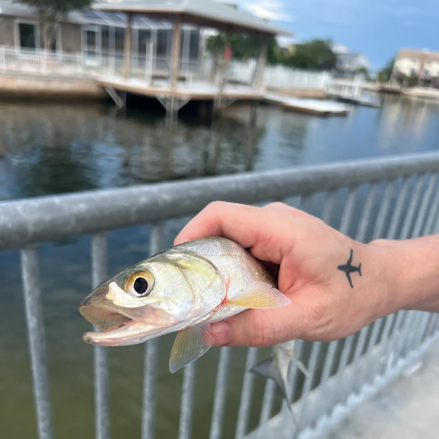 Ladyfish caught on Fishbrain