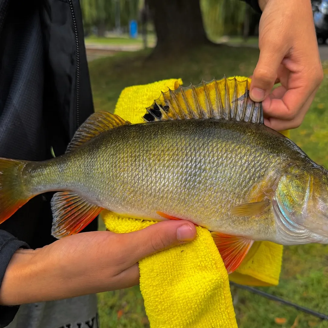 European perch caught on Fishbrain